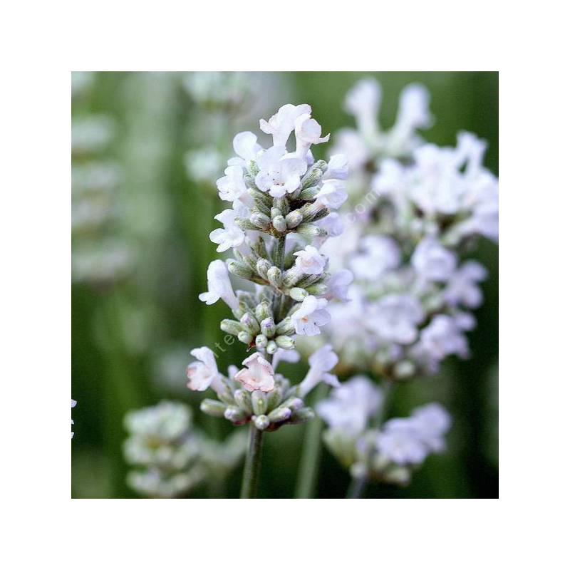 Lavandula angustifolia 'Blanche Parfumée' - Lavande blanche