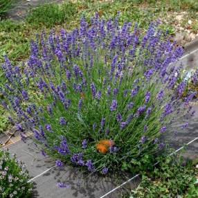 Lavandula angustifolia 'Pacific Blue' - Vraie Lavande