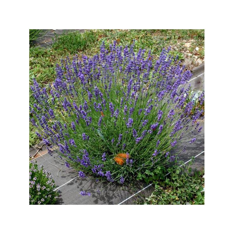 Lavandula angustifolia 'Pacific Blue' - Vraie Lavande