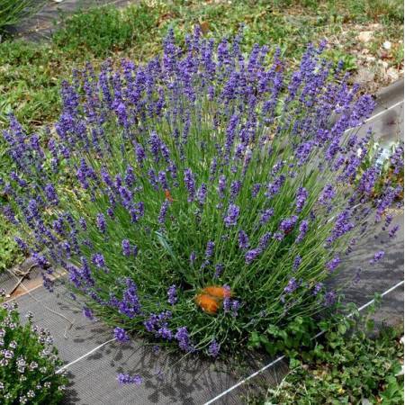 Lavandula angustifolia 'Pacific Blue' - Vraie Lavande