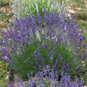 Lavandula angustifolia 'Pacific Blue' - Vraie Lavande