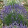 Lavandula angustifolia 'Pacific Blue' - Vraie Lavande