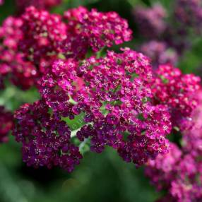 Achillea 'Velour' - Achillée millefeuille rouge