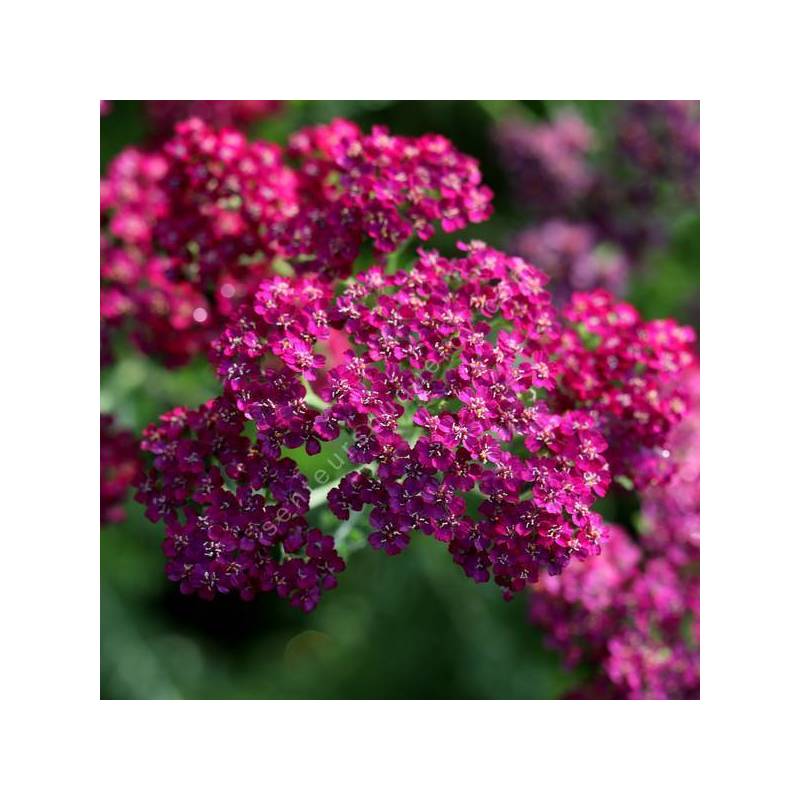 Achillea 'Velour' - Achillée millefeuille rouge