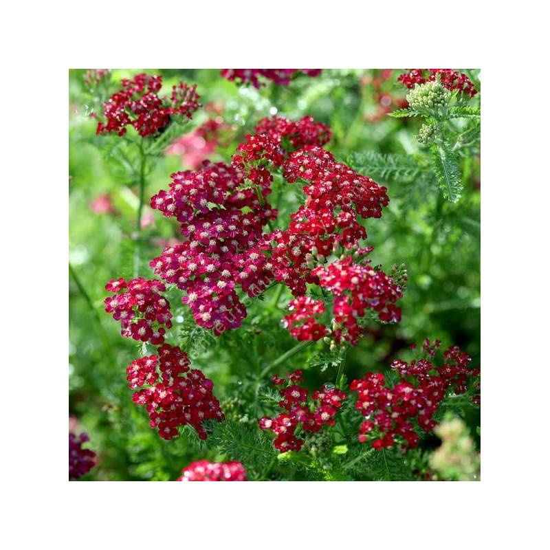 Achillea millefolium 'Petra' - Achillée millefeuille rouge vif