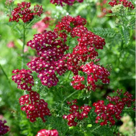 Achillea millefolium 'Petra' - Achillée millefeuille rouge vif