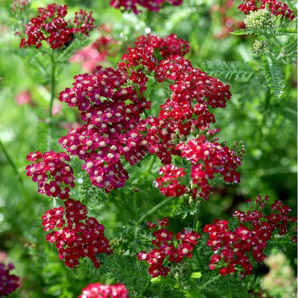 Achillée millefeuille rouge vif - Achillea millefolium 'Petra