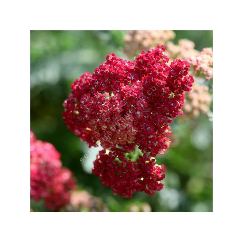 Achillea millefolium 'Belle Epoque' - Achillée millefeuille