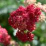 Achillea millefolium 'Belle Epoque' - Achillée millefeuille