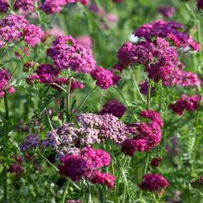 Achillea millefolium 'Heidi' - Achillée millefeuille à fleur rose lavande