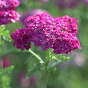 Achillea millefolium 'Heidi' - Achillée millefeuille à fleur rose lavande