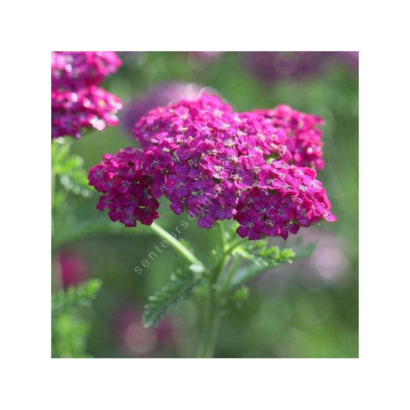 Achillea millefolium 'Heidi' - Achillée millefeuille à fleur rose lavande