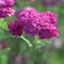 Achillea millefolium 'Heidi' - Achillée millefeuille à fleur rose lavande