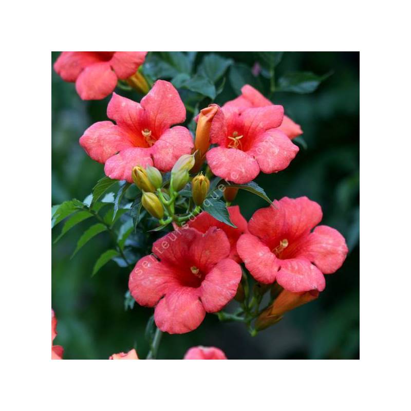 Campsis radicans - Bignone, Trompette de Virginie