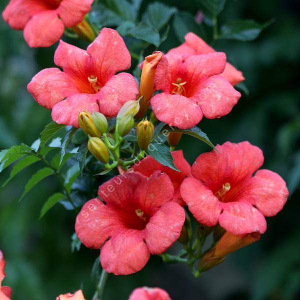 Campsis radicans - Bignone, Trompette de Virginie