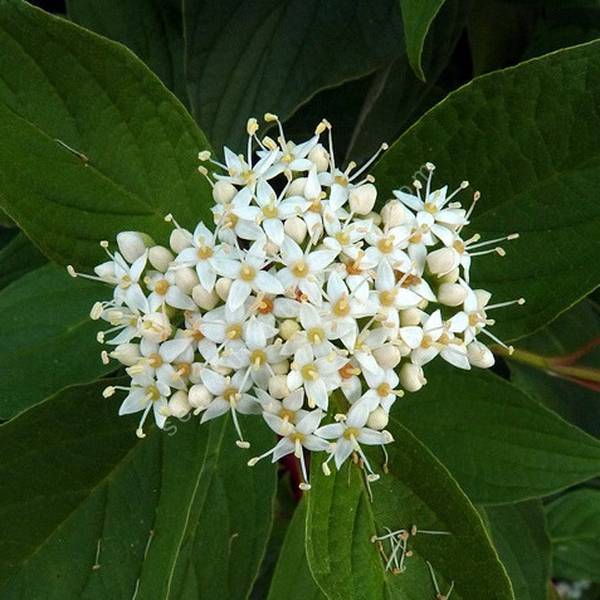 Cornus alba - Cornouiller blanc