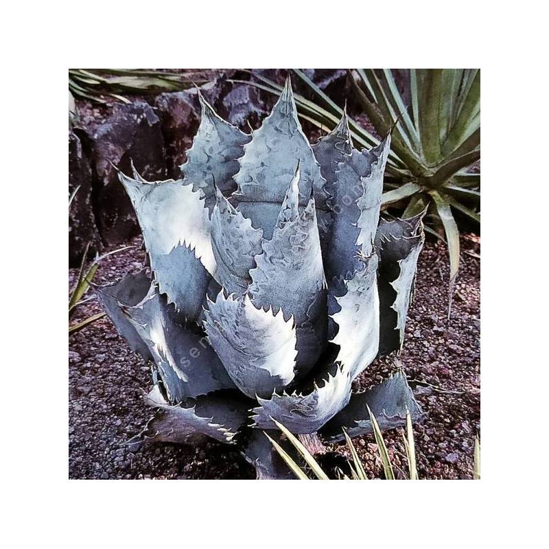 Agave shrevei var. magna