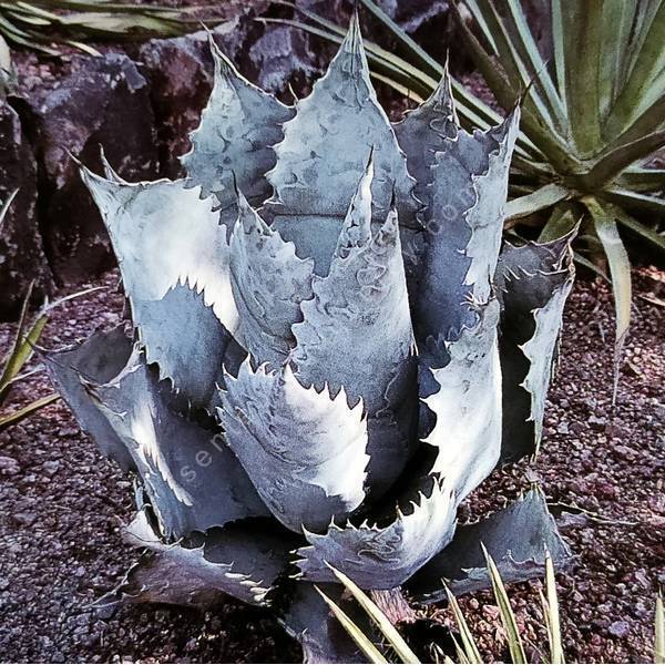 Agave shrevei var. magna