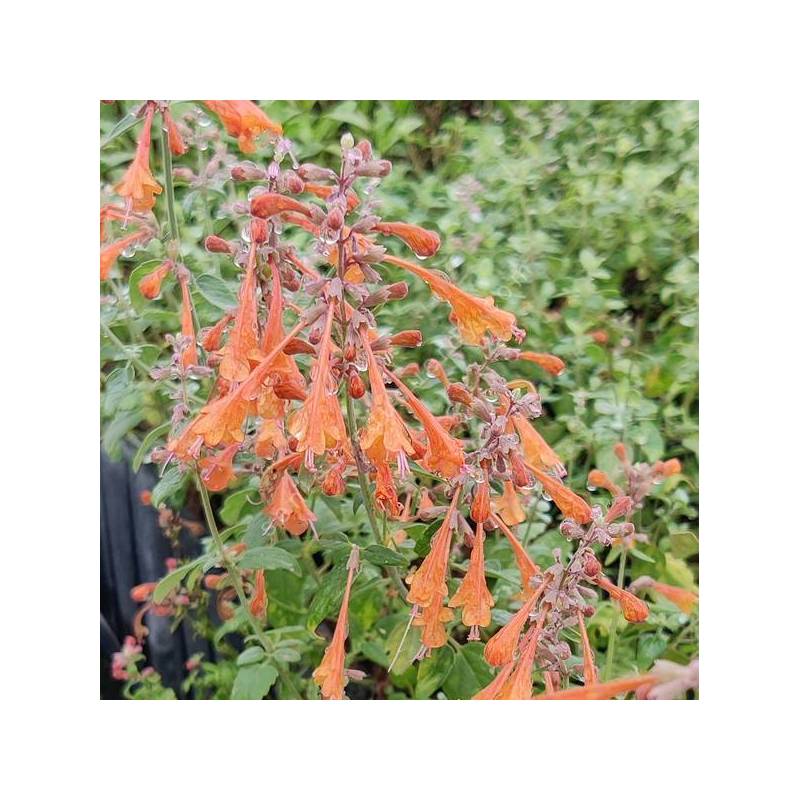 Agastache aurantiaca - Agastache orange