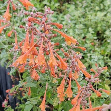 Agastache aurantiaca - Agastache orange