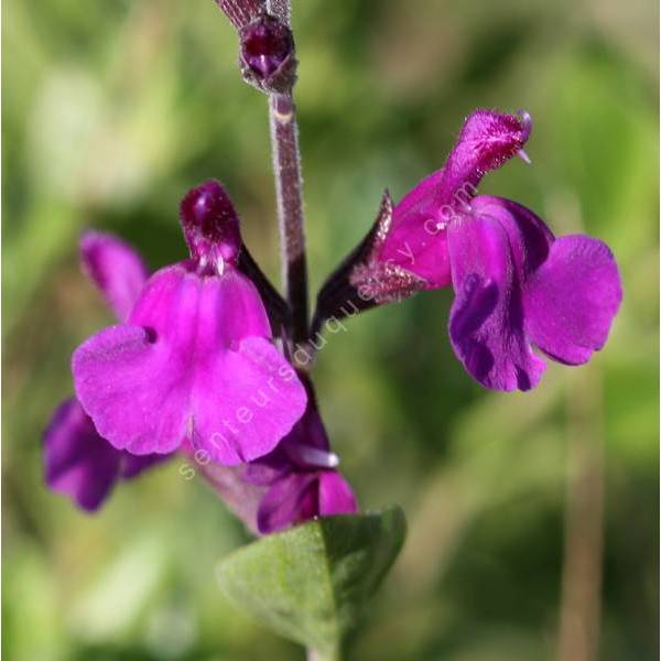 Salvia 'Dyson's Gem' - Sauge arbustive violette