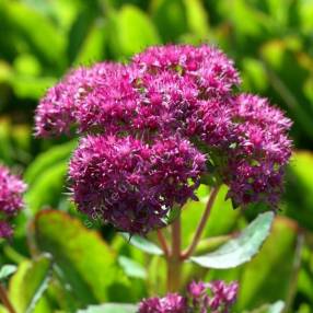 Sedum spectabile 'Carl' - Grand Orpin