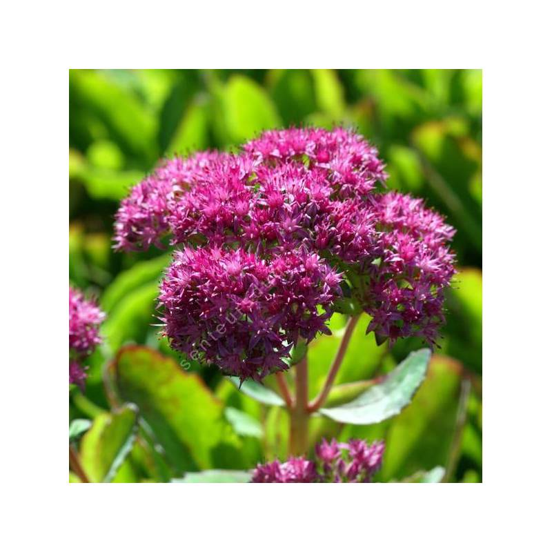 Sedum spectabile 'Carl' - Grand Orpin