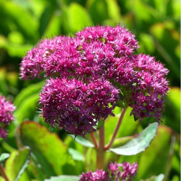 Sedum spectabile 'Carl' - Grand Orpin Sedum spectabile 'Carl' - Grand Orpin