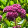 Sedum spectabile 'Carl' - Grand Orpin