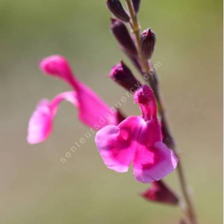 Salvia 'Sucre Glace' - Sauge de Gregg rose 2 tons