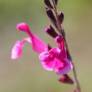 Salvia 'Sucre Glace' - Sauge de Gregg rose 2 tons