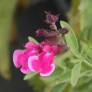 Salvia 'Sucre Glace' - Sauge de Gregg rose 2 tons