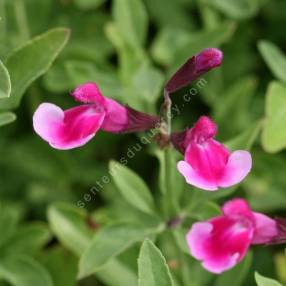 Salvia 'Sucre Glace' - Sauge de Gregg rose 2 tons