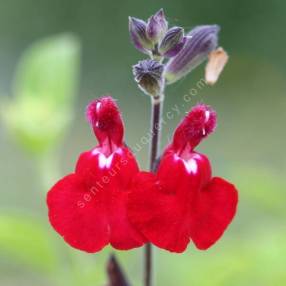 Salvia 'Cœur Blanc' - Sauge arbustive rouge