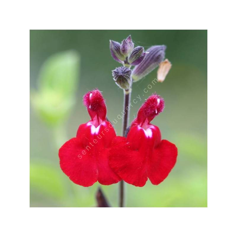 Salvia 'Cœur Blanc' - Sauge arbustive rouge