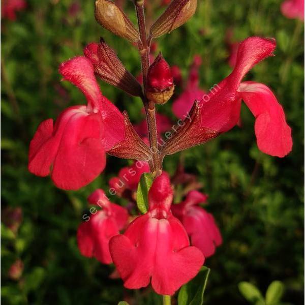 Salvia 'Cavalieri di Alto' - Sauge arbustive rouge bordeaux