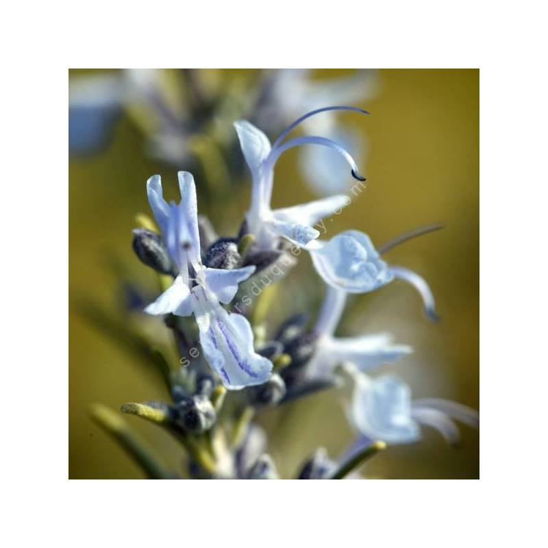 Rosmarinus officinalis 'Inguano' - Romarin érigé bleu