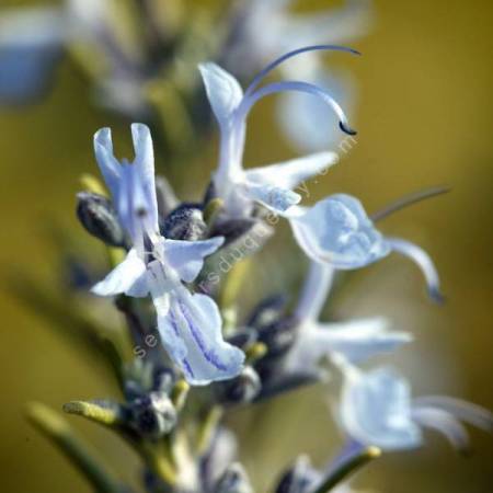 Rosmarinus officinalis 'Inguano' - Romarin érigé bleu