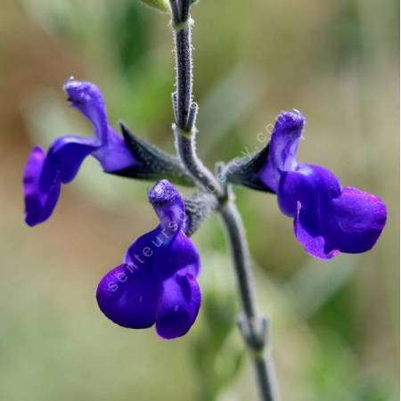 Salvia 'Royal Blue' - Sauge arbustive bleue-violet