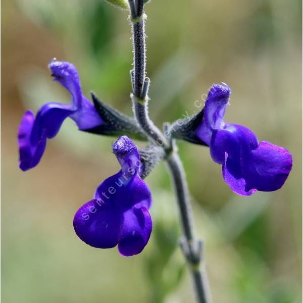 Salvia 'Royal Blue' - Sauge arbustive bleue-violet