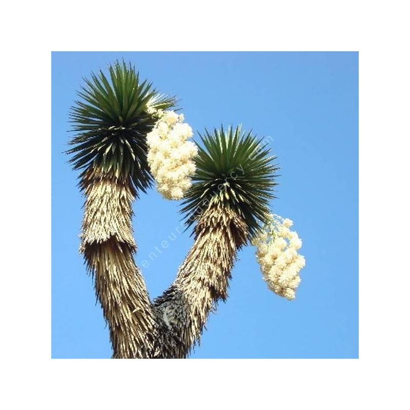 Yucca filifera – Yucca à filaments