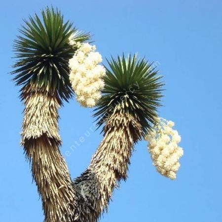 Yucca filifera – Yucca à filaments