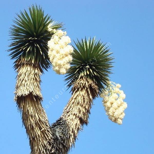 Yucca filifera – Yucca à filaments