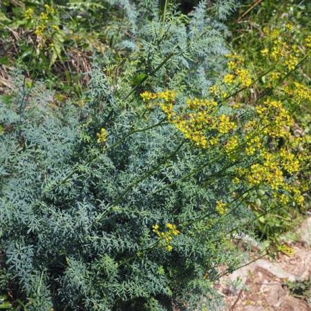 Ruta angustifolia - Rue à feuilles étroites