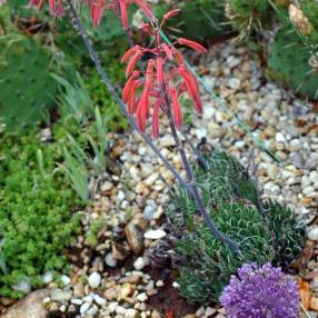 Aloe aristata