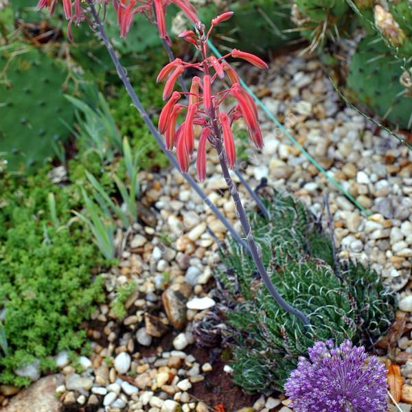 Aloe aristata Aloe aristata
