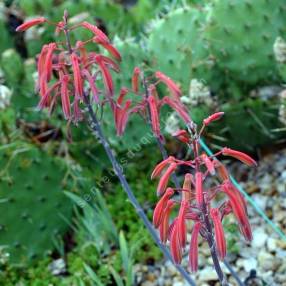 Aloe aristata