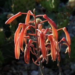 Aloe aristata