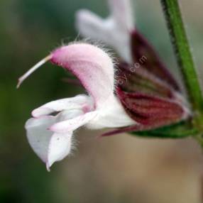 Fleur rose et mauve de Salvia eigii avec calice rouge rubis