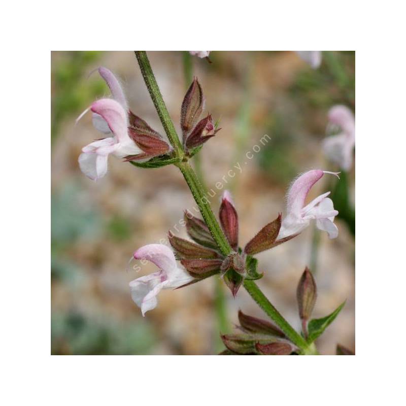 Hampe florale ramifiée de Salvia eigii Sauge de la vallée de Jezreel